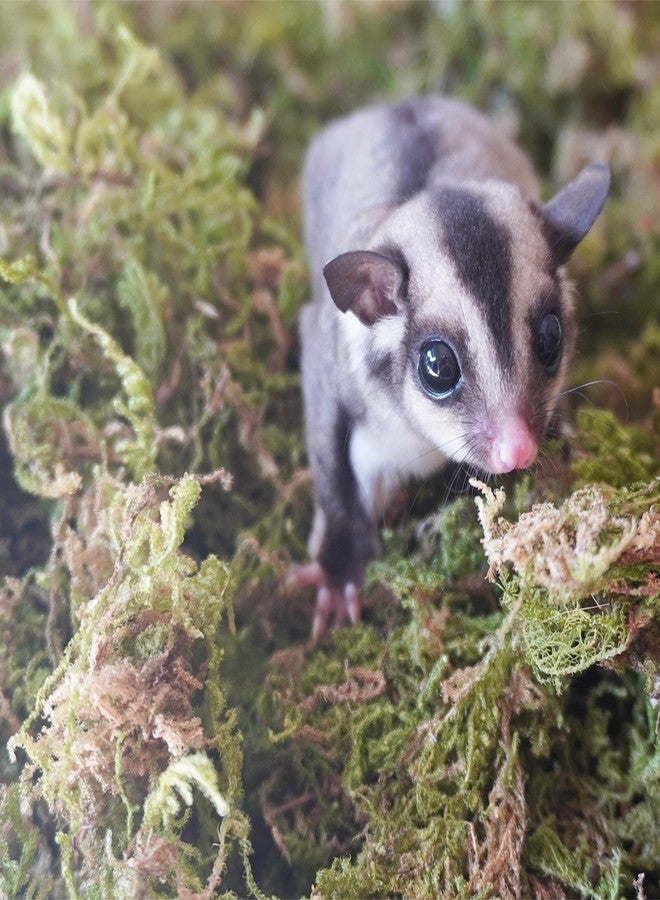 Begeterday 3.5oz Premium Sugar Glider Bedding, Ideal Sugar Glider Cage Accessories - Image 5